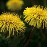 Ljekovita svojstva maslačka (lišće, cvijeće) za ljudski organizam: upotreba u tradicionalnoj medicini, recepti za infuzije, dekocije